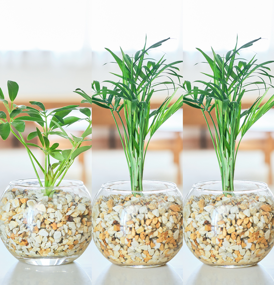 ガラスボールの育てるインテリア・選べる3点セット