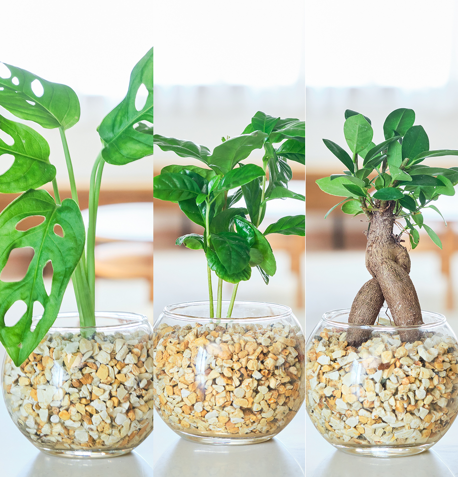 ガラスボールの育てるインテリア・選べる3点セット