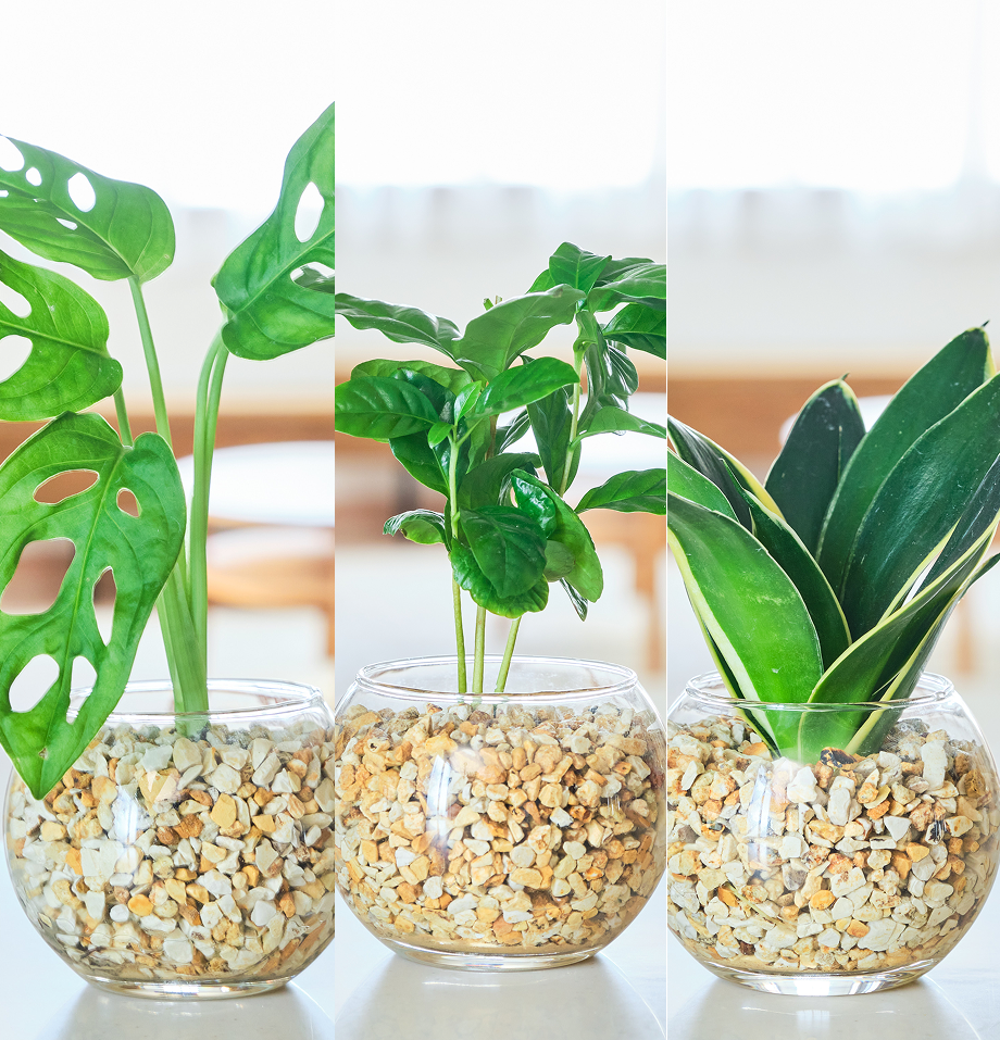 ガラスボールの育てるインテリア・選べる3点セット
