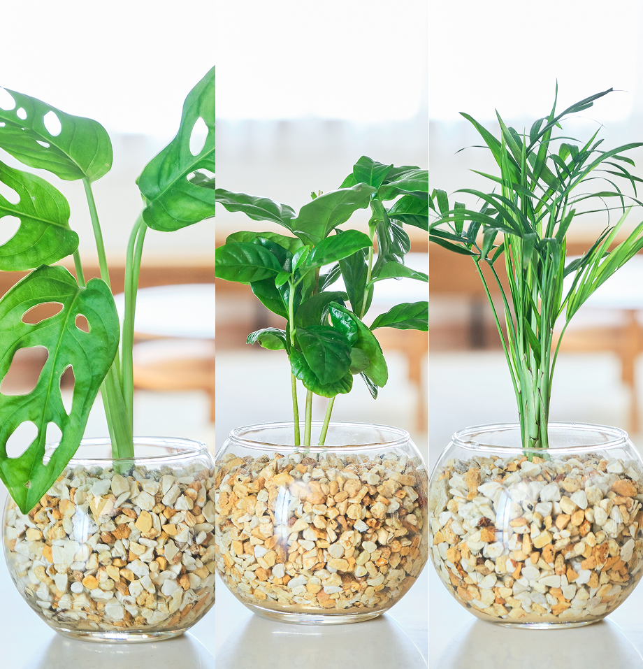 ガラスボールの育てるインテリア・選べる3点セット