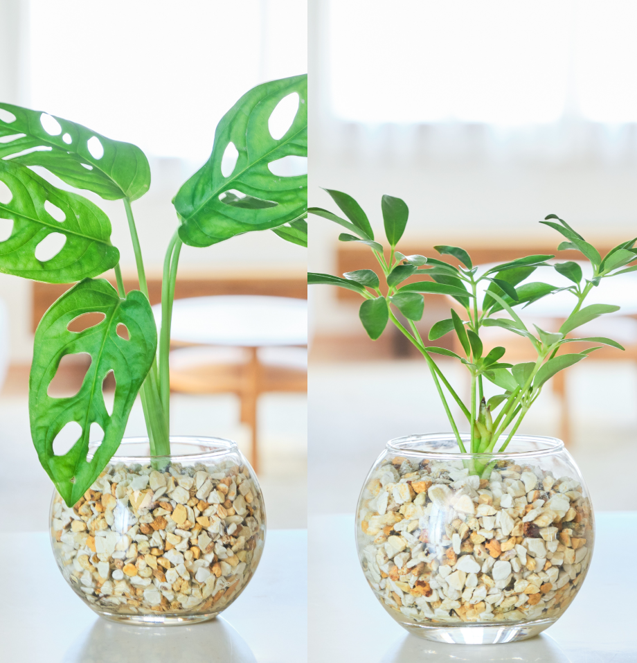 ガラスボールの育てるインテリア・選べる2点セット