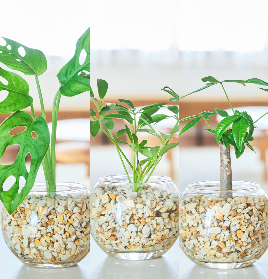 ガラスボールの育てるインテリア・選べる3点セット
