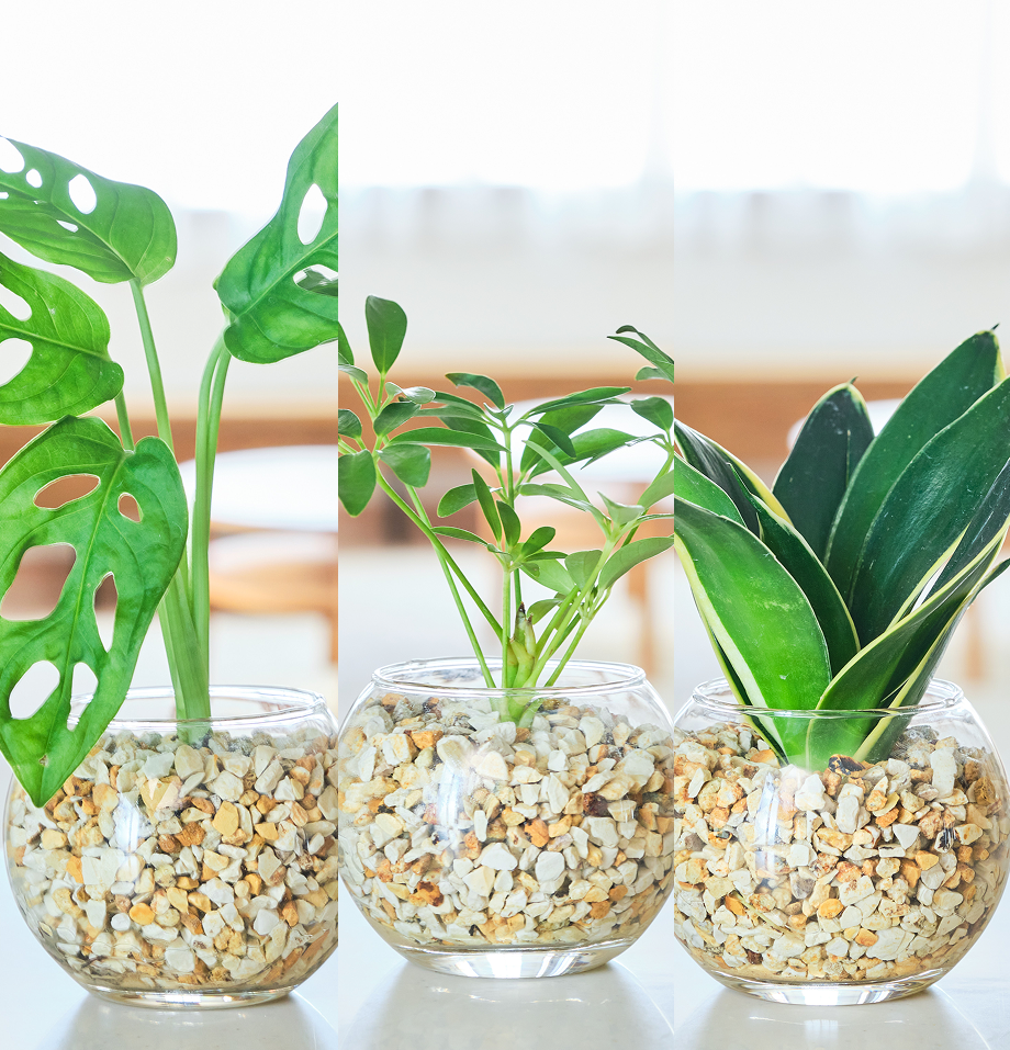 ガラスボールの育てるインテリア・選べる3点セット