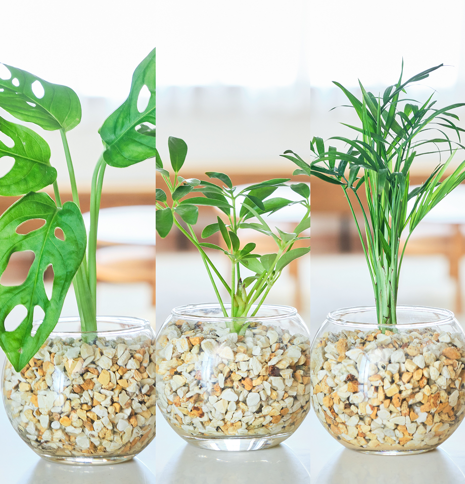 ガラスボールの育てるインテリア・選べる3点セット