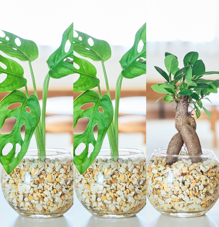 ガラスボールの育てるインテリア・選べる3点セット
