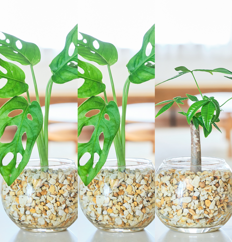 ガラスボールの育てるインテリア・選べる3点セット