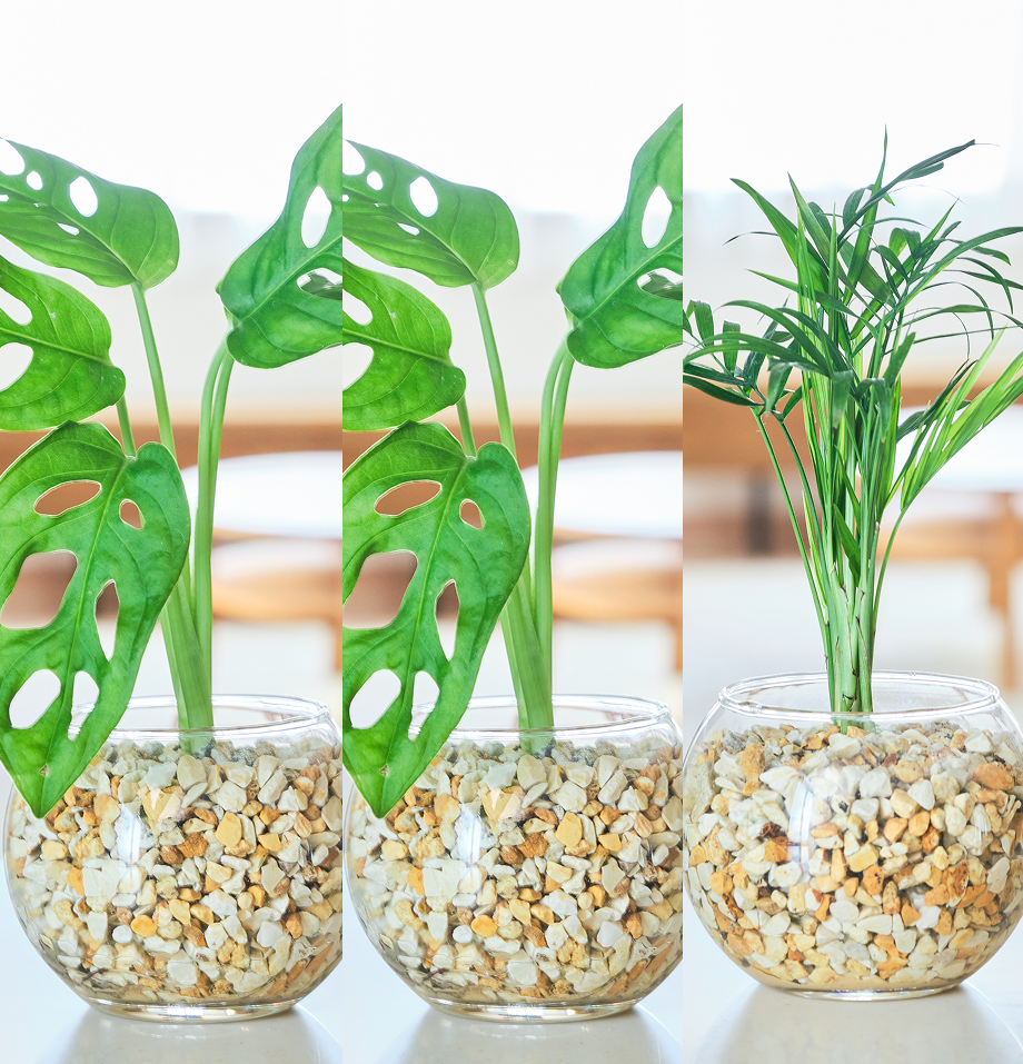 ガラスボールの育てるインテリア・選べる3点セット