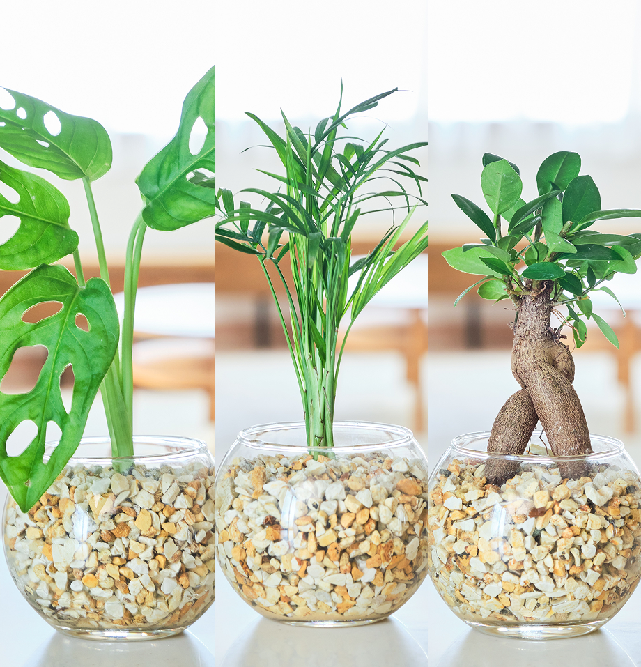 ガラスボールの育てるインテリア・選べる3点セット