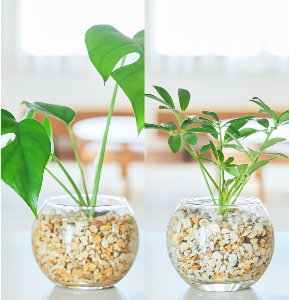 ガラスボールの育てるインテリア・選べる2点セット
