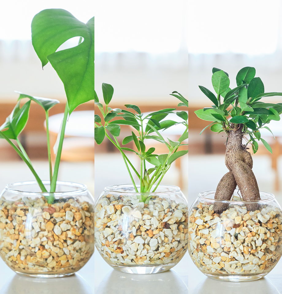 ガラスボールの育てるインテリア・選べる3点セット