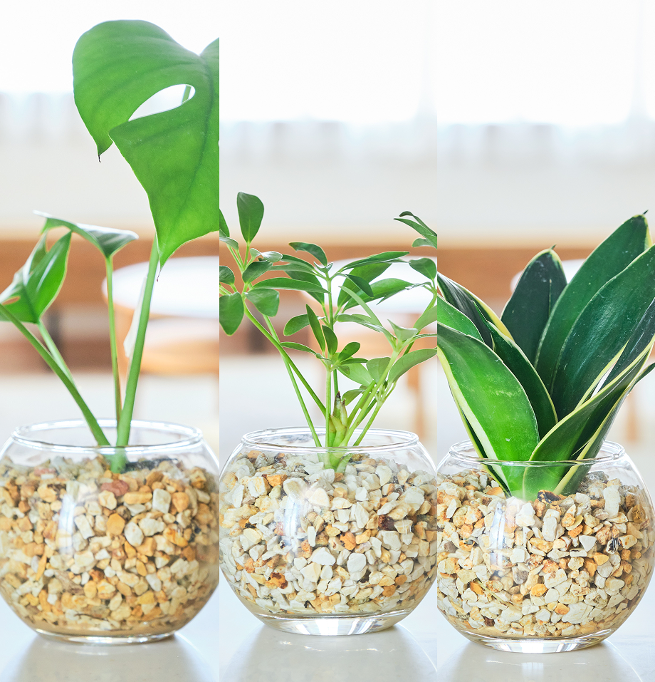 ガラスボールの育てるインテリア・選べる3点セット