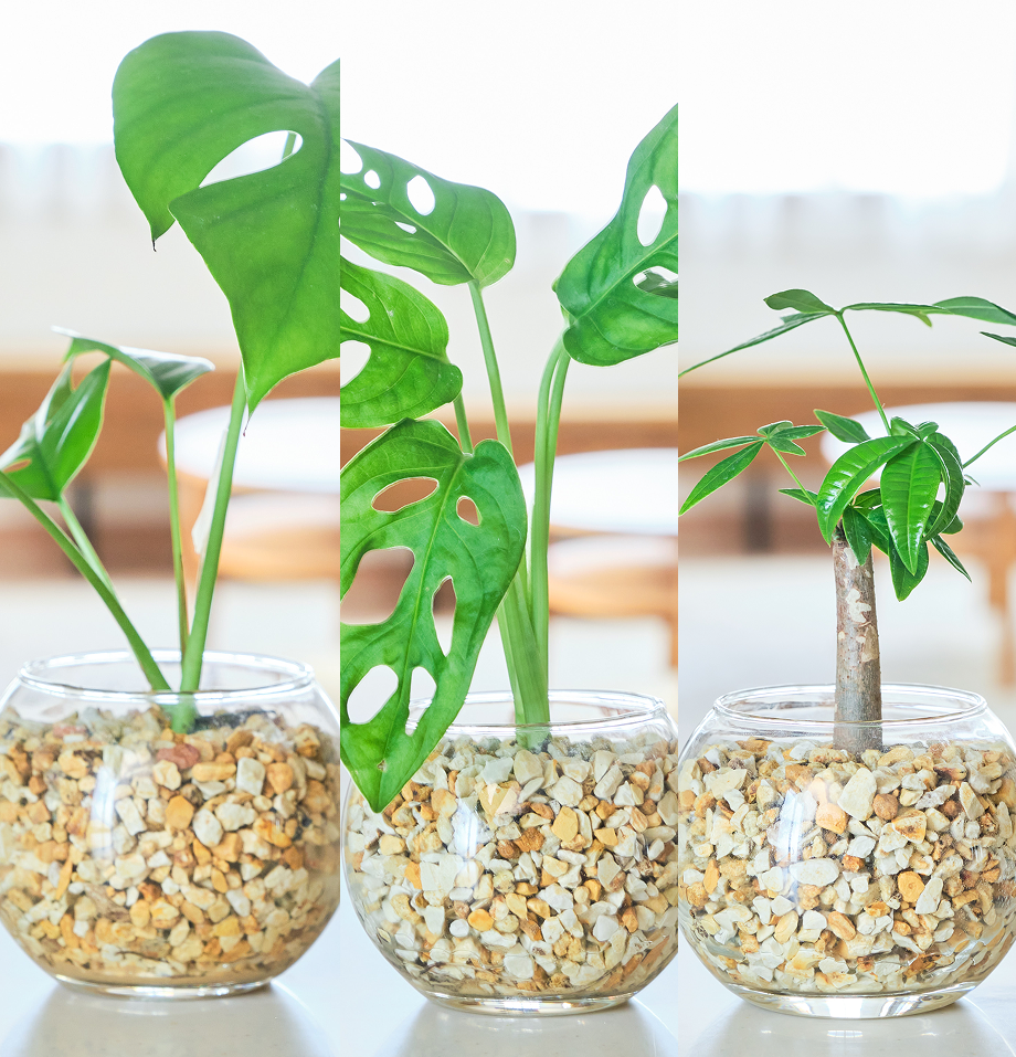ガラスボールの育てるインテリア・選べる3点セット