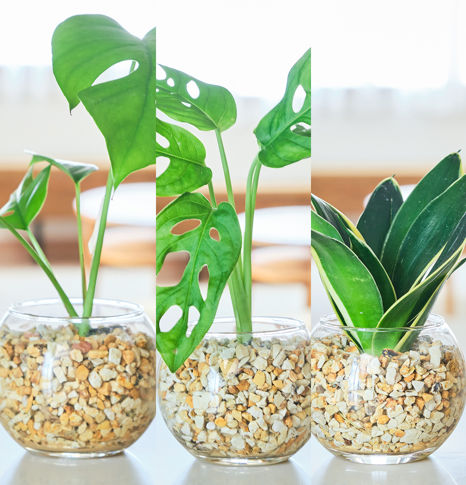 ガラスボールの育てるインテリア・選べる3点セット