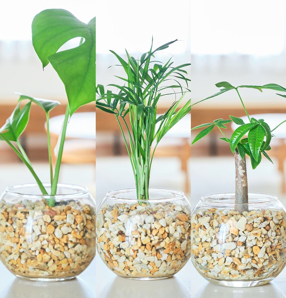 ガラスボールの育てるインテリア・選べる3点セット
