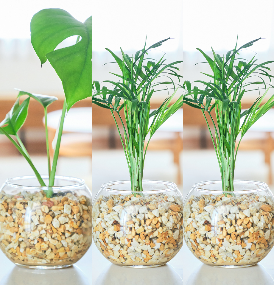 ガラスボールの育てるインテリア・選べる3点セット