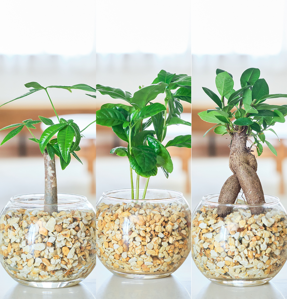 ガラスボールの育てるインテリア・選べる3点セット