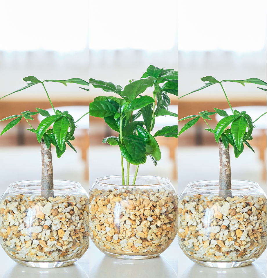ガラスボールの育てるインテリア・選べる3点セット