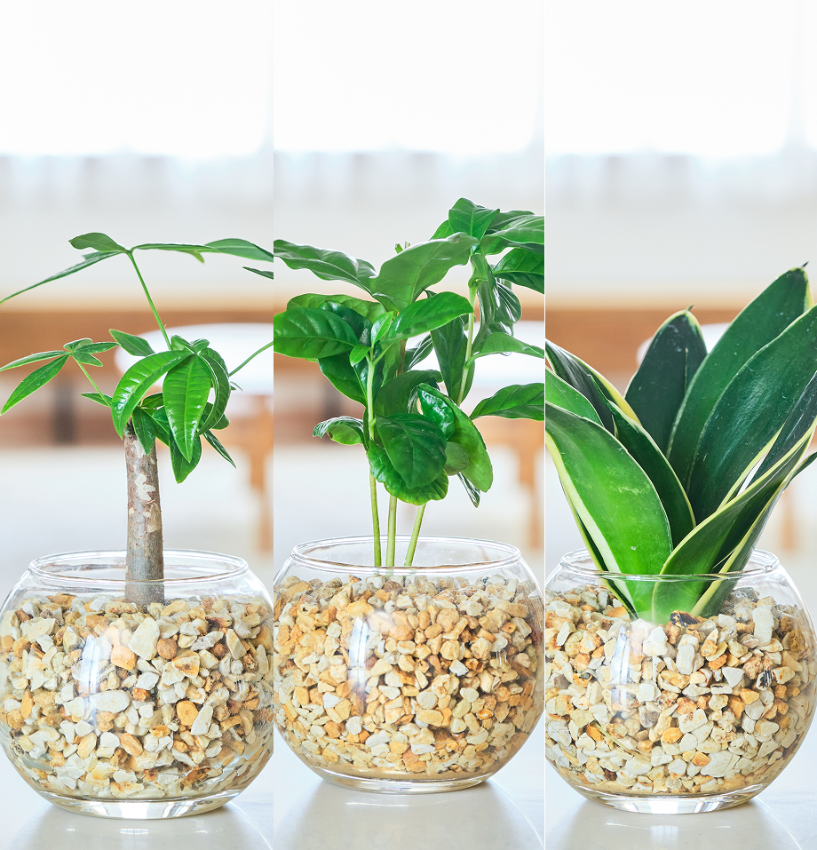 ガラスボールの育てるインテリア・選べる3点セット