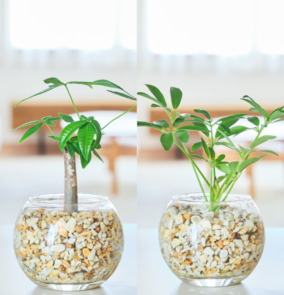 ガラスボールの育てるインテリア・選べる2点セット