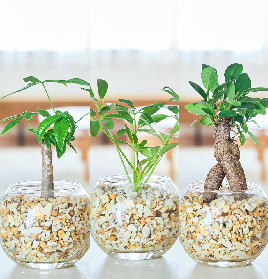 ガラスボールの育てるインテリア・選べる3点セット