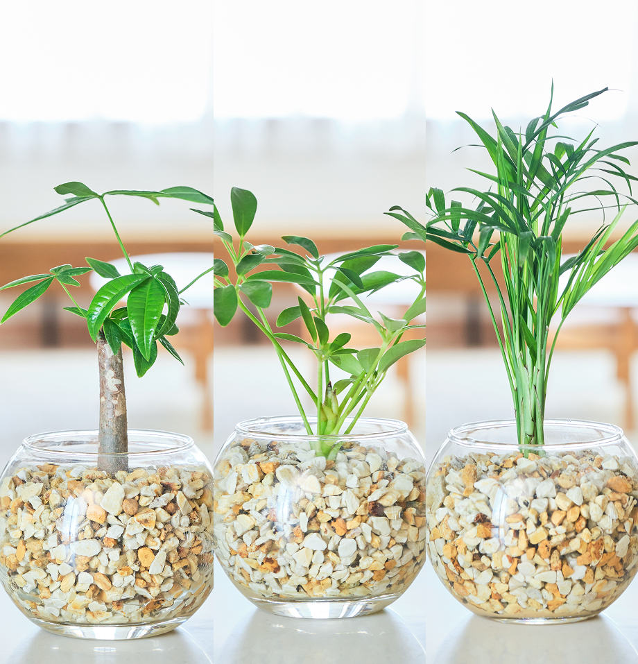 ガラスボールの育てるインテリア・選べる3点セット