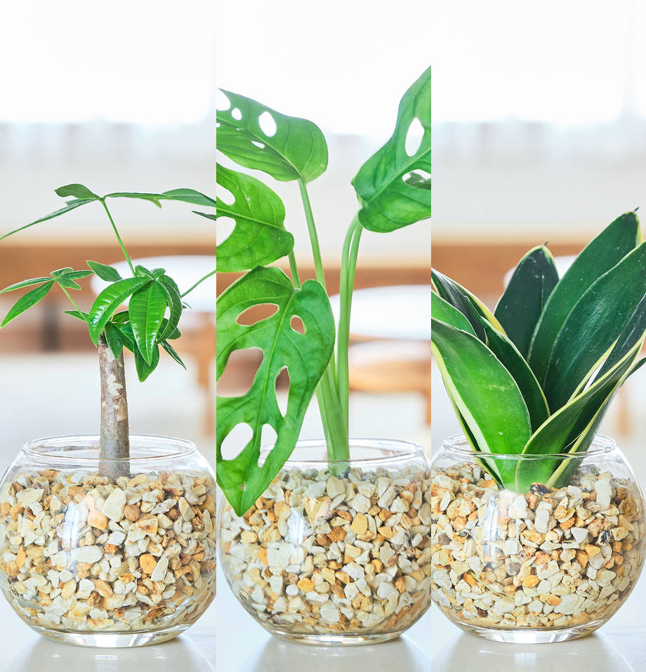 ガラスボールの育てるインテリア・選べる3点セット
