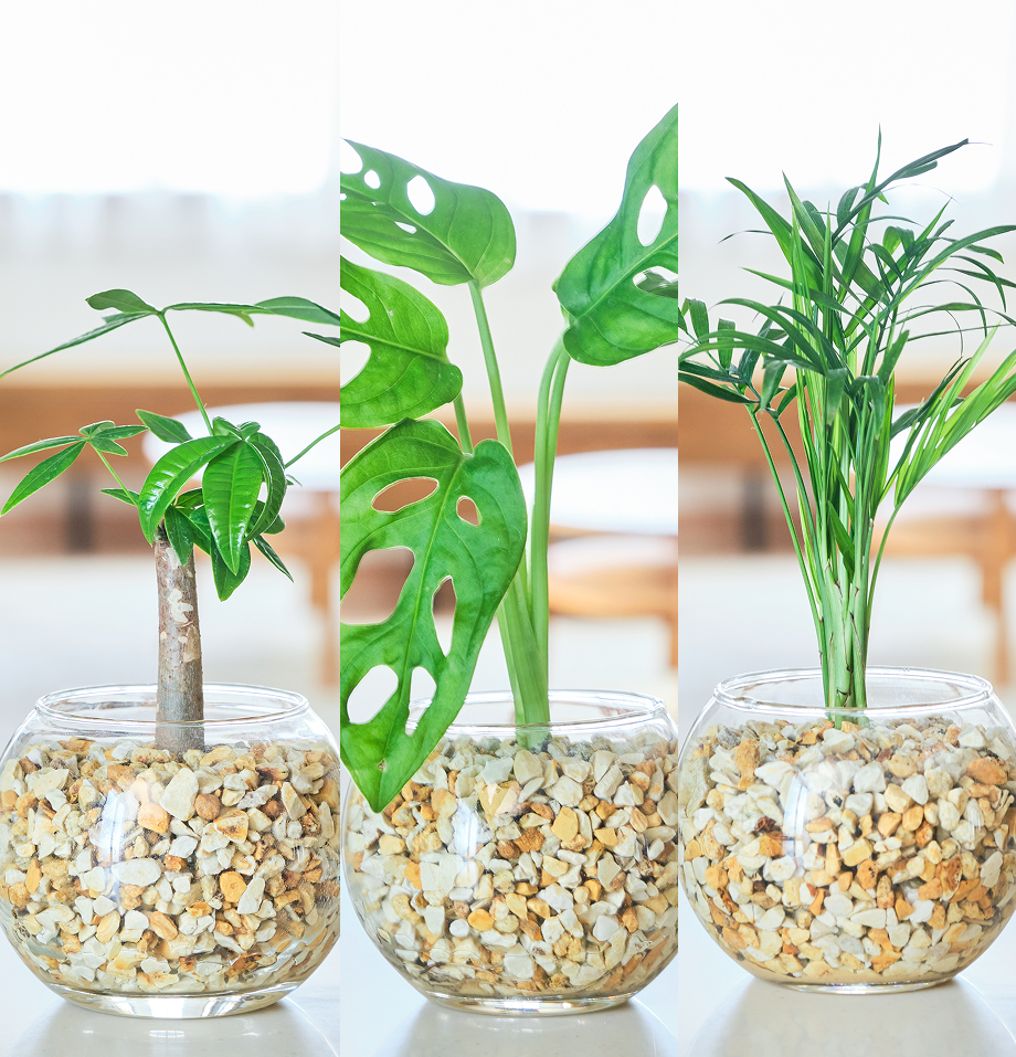 ガラスボールの育てるインテリア・選べる3点セット
