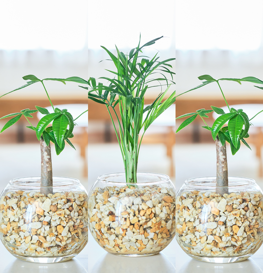 ガラスボールの育てるインテリア・選べる3点セット