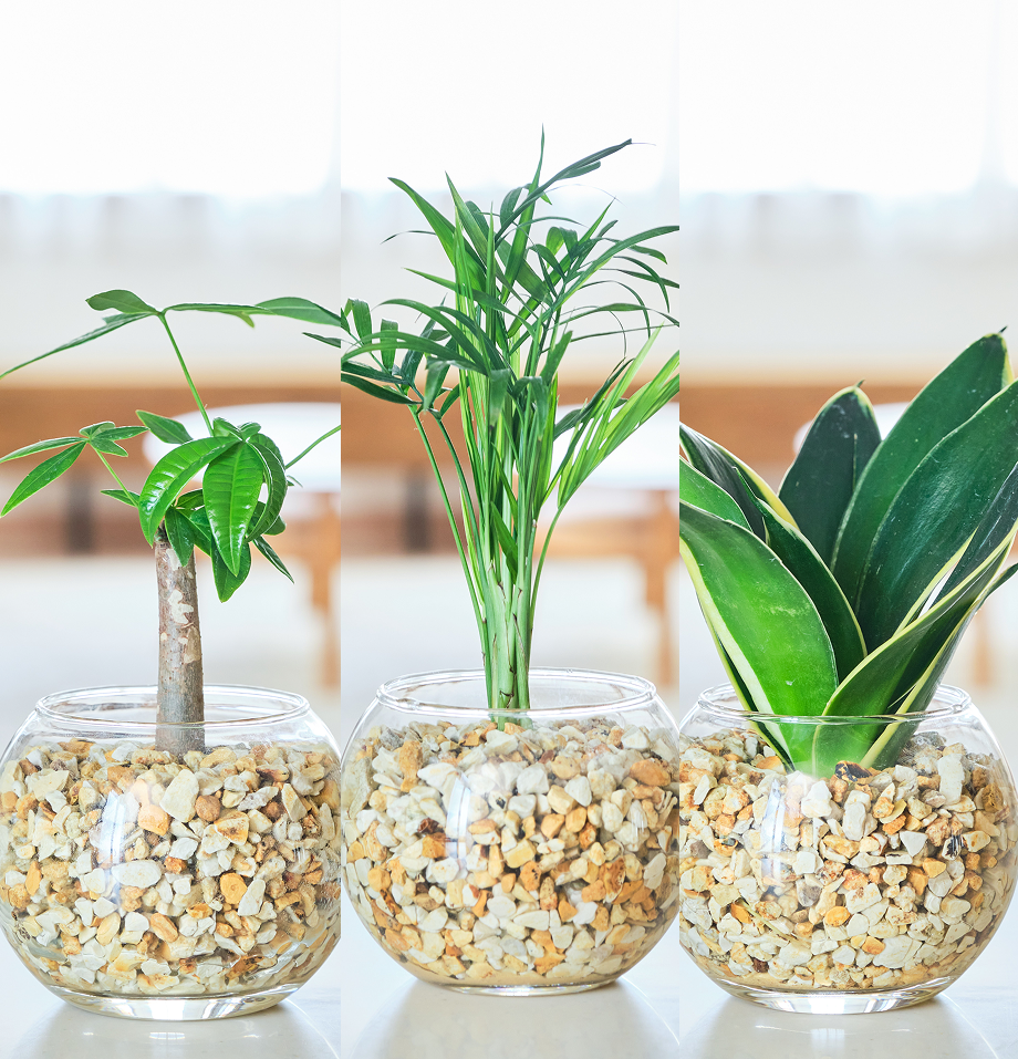 ガラスボールの育てるインテリア・選べる3点セット