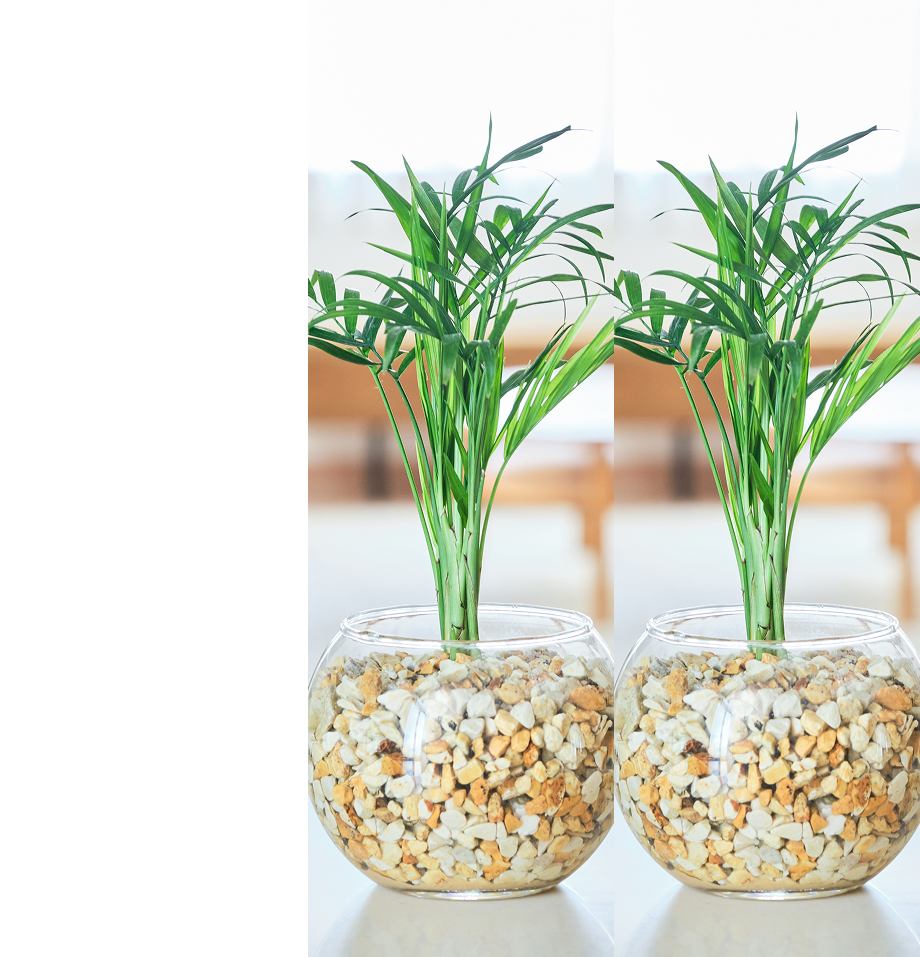 ガラスボールの育てるインテリア・選べる3点セット