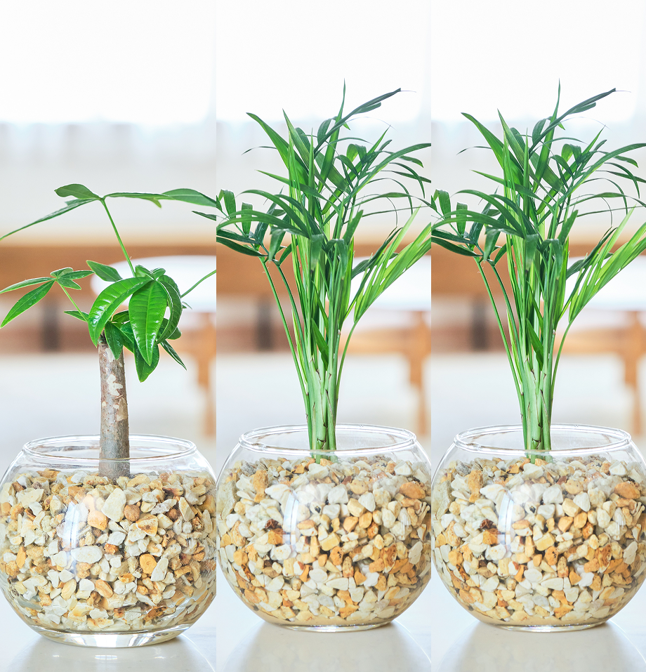 ガラスボールの育てるインテリア・選べる3点セット