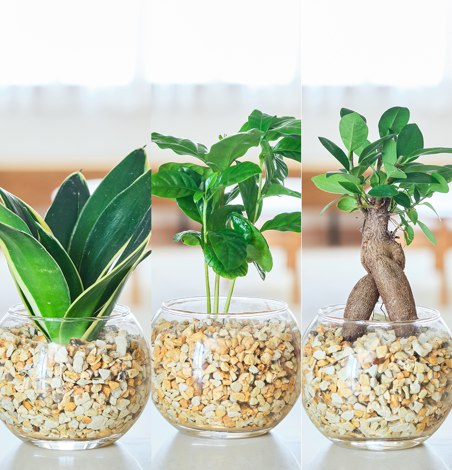 ガラスボールの育てるインテリア・選べる3点セット
