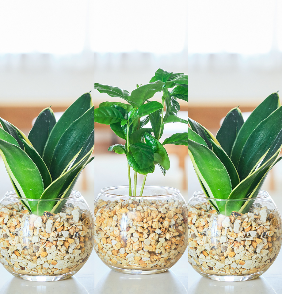 ガラスボールの育てるインテリア・選べる3点セット