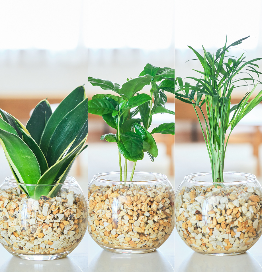 ガラスボールの育てるインテリア・選べる3点セット