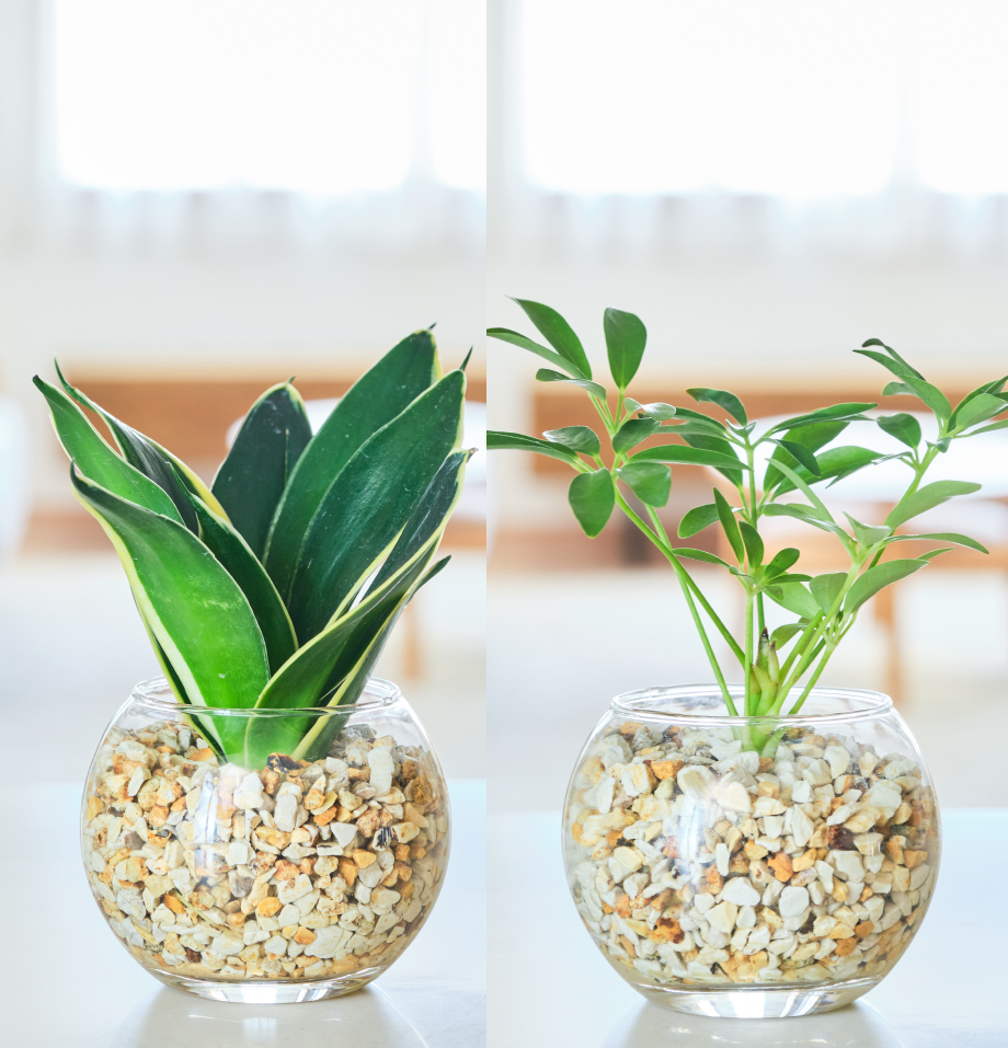 ガラスボールの育てるインテリア・選べる2点セット