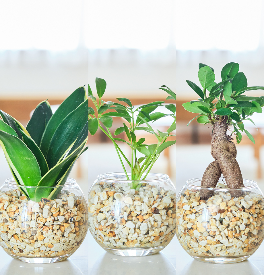 ガラスボールの育てるインテリア・選べる3点セット