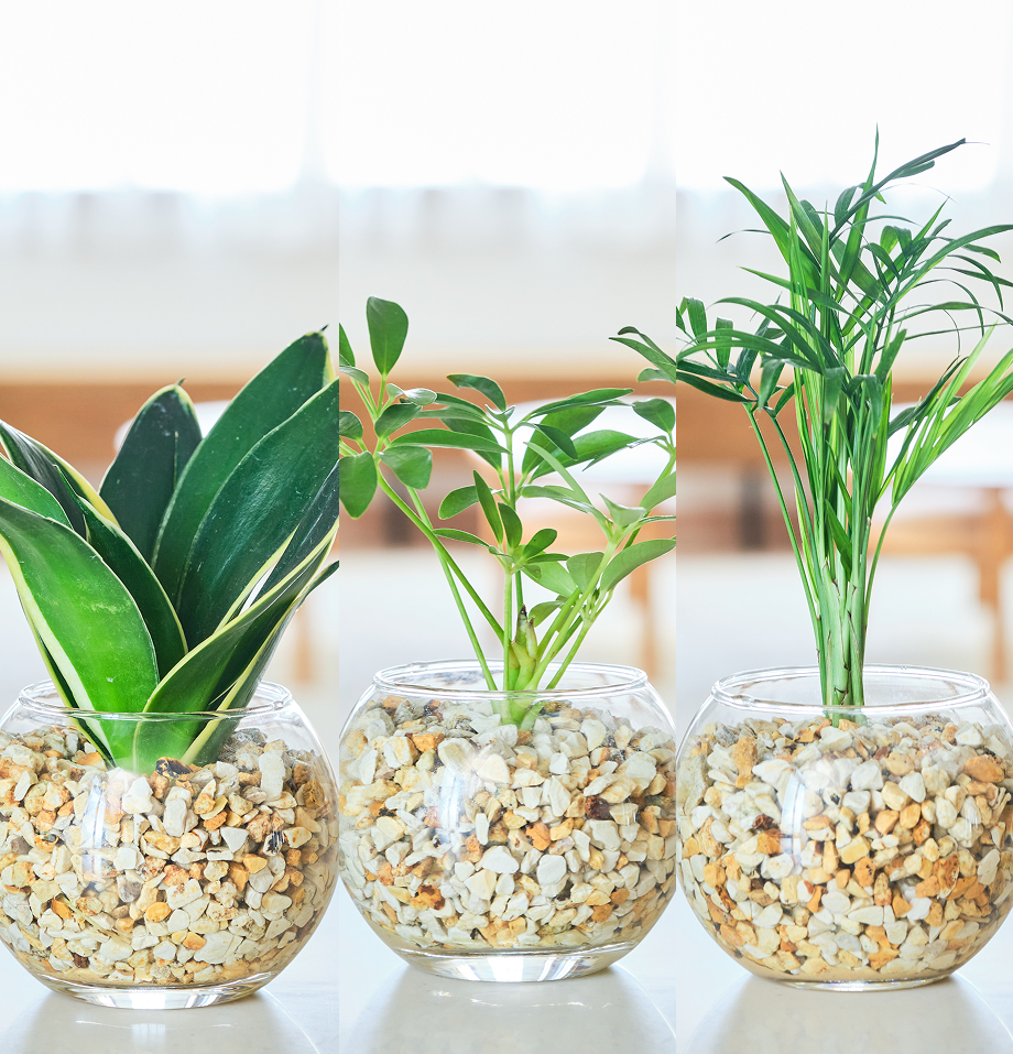 ガラスボールの育てるインテリア・選べる3点セット