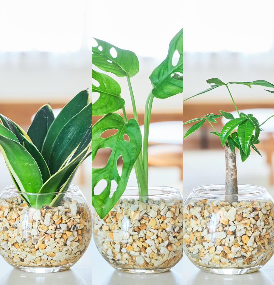ガラスボールの育てるインテリア・選べる3点セット