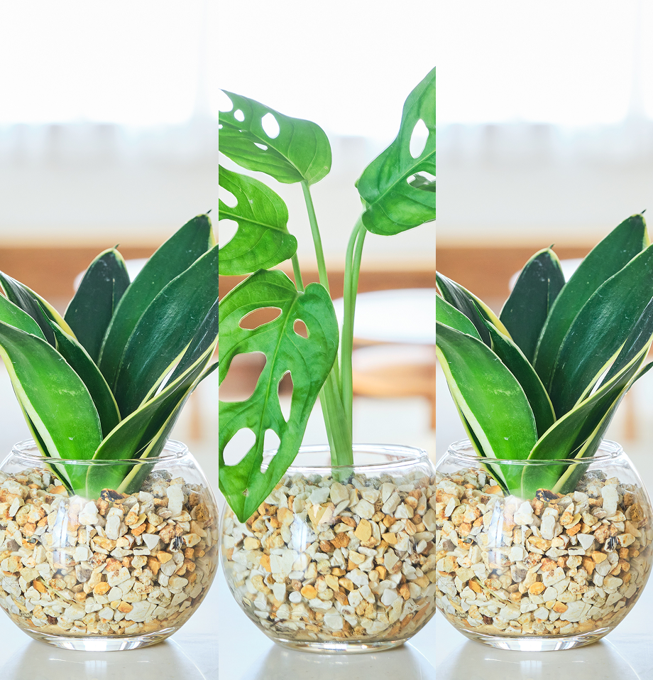 ガラスボールの育てるインテリア・選べる3点セット