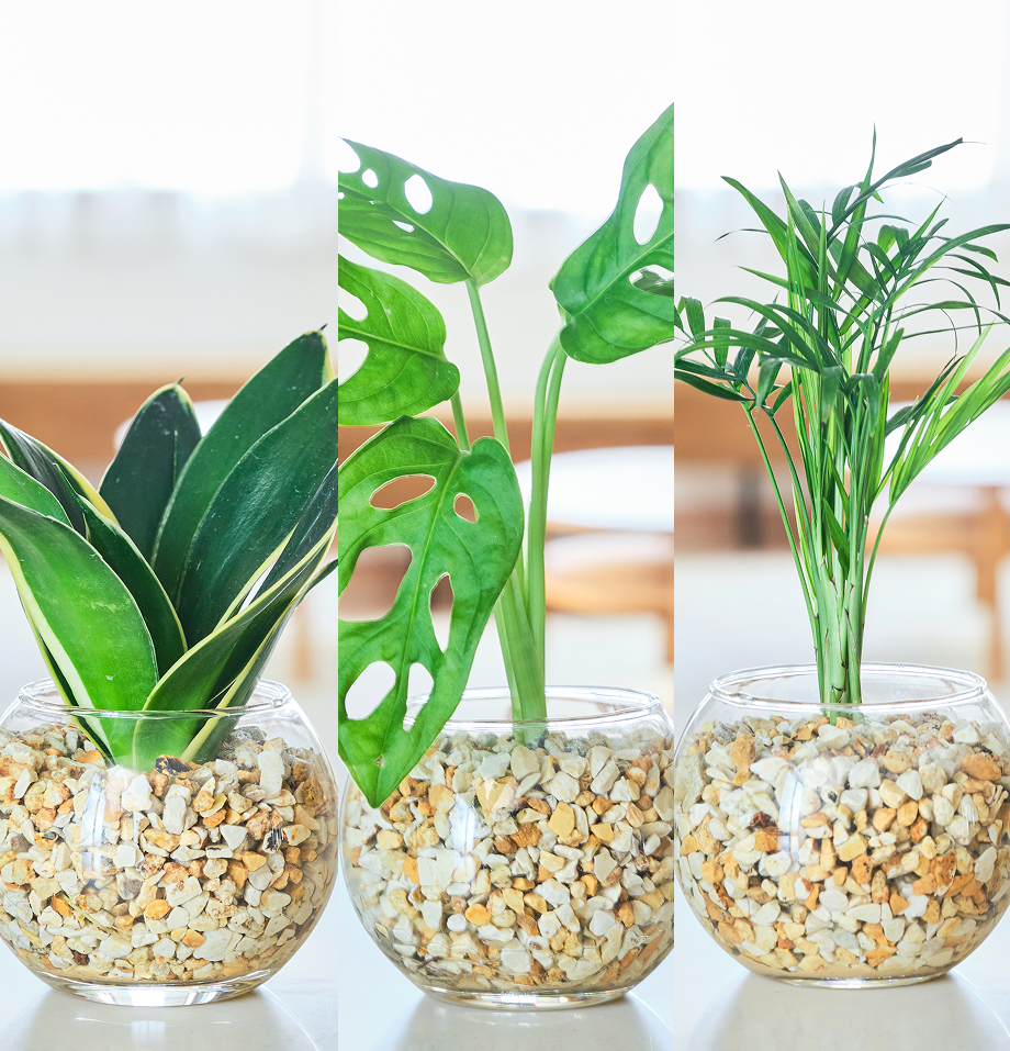 ガラスボールの育てるインテリア・選べる3点セット