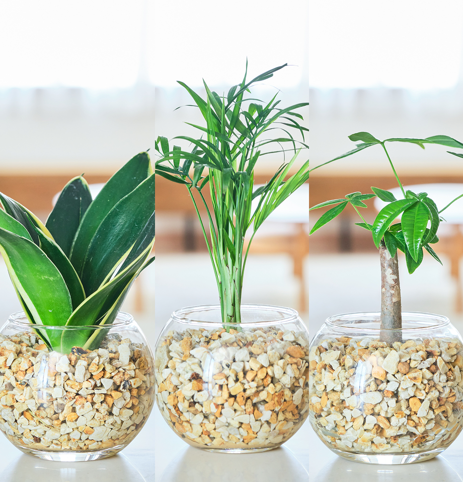 ガラスボールの育てるインテリア・選べる3点セット