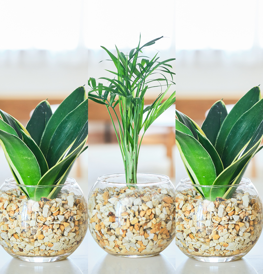 ガラスボールの育てるインテリア・選べる3点セット