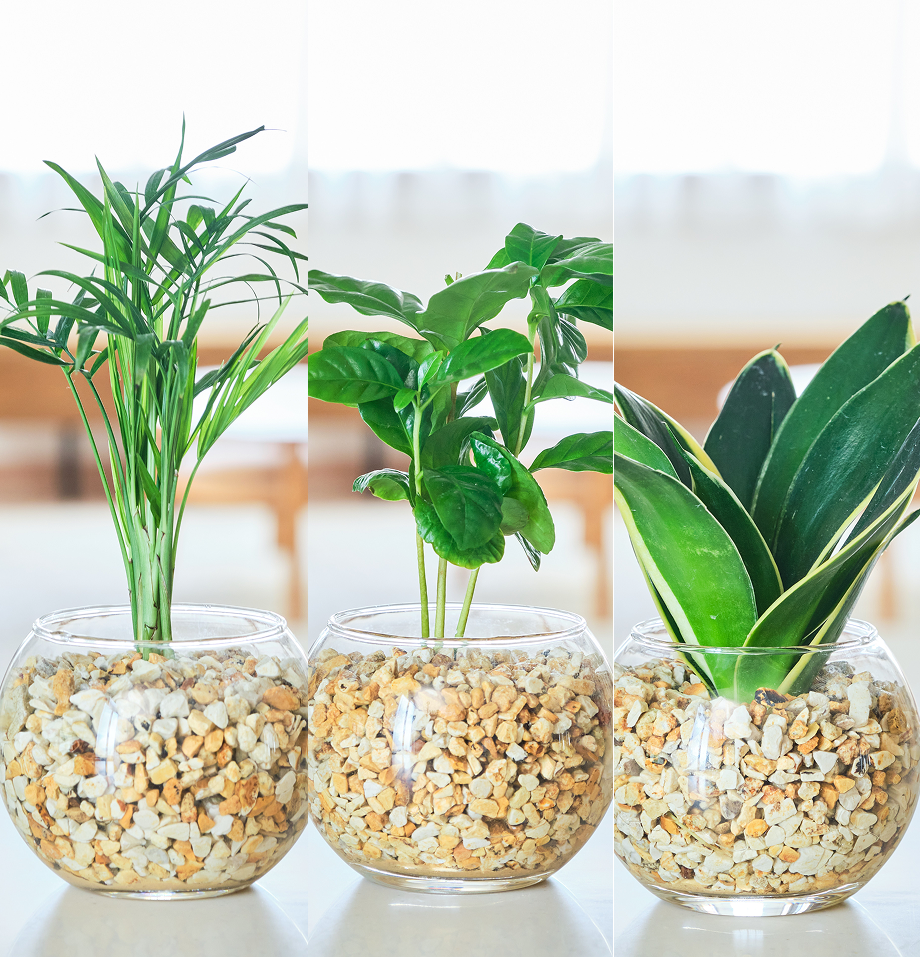 ガラスボールの育てるインテリア・選べる3点セット