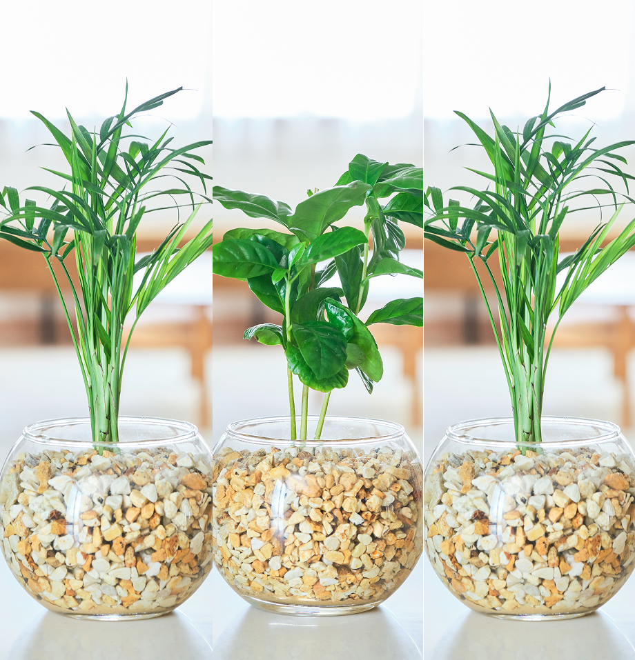 ガラスボールの育てるインテリア・選べる3点セット