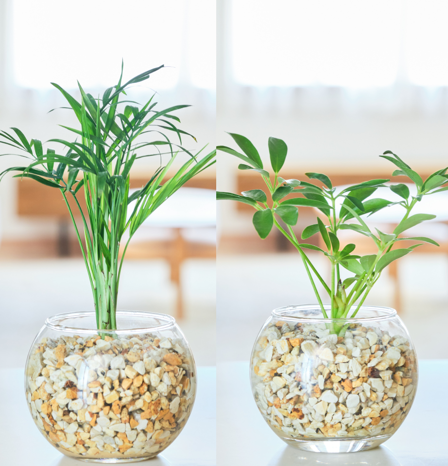 ガラスボールの育てるインテリア・選べる2点セット
