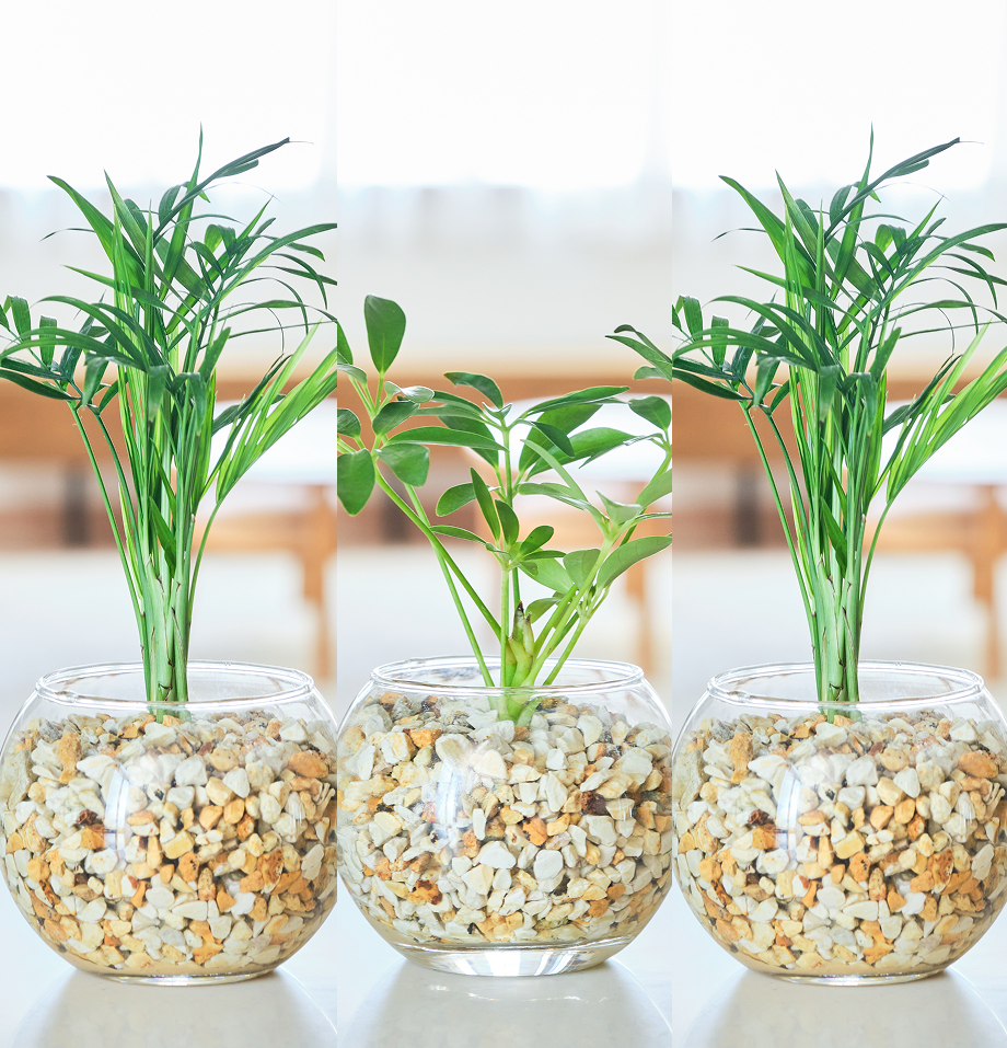 ガラスボールの育てるインテリア・選べる3点セット