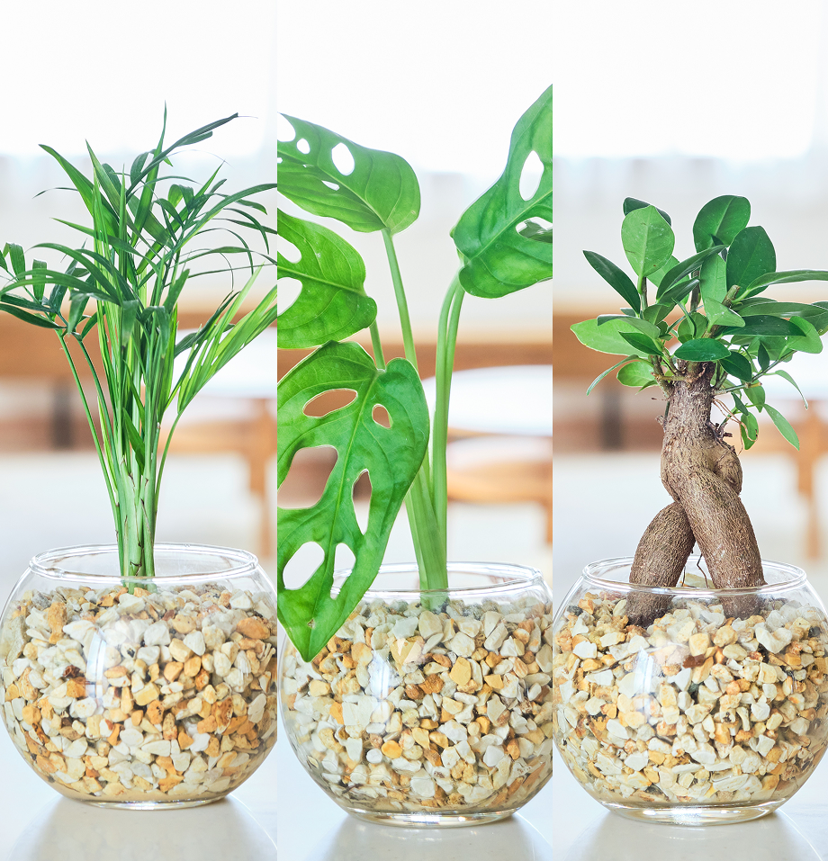 ガラスボールの育てるインテリア・選べる3点セット