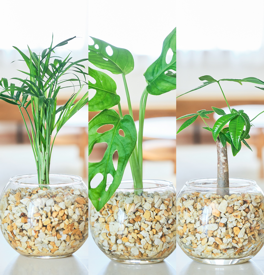 ガラスボールの育てるインテリア・選べる3点セット