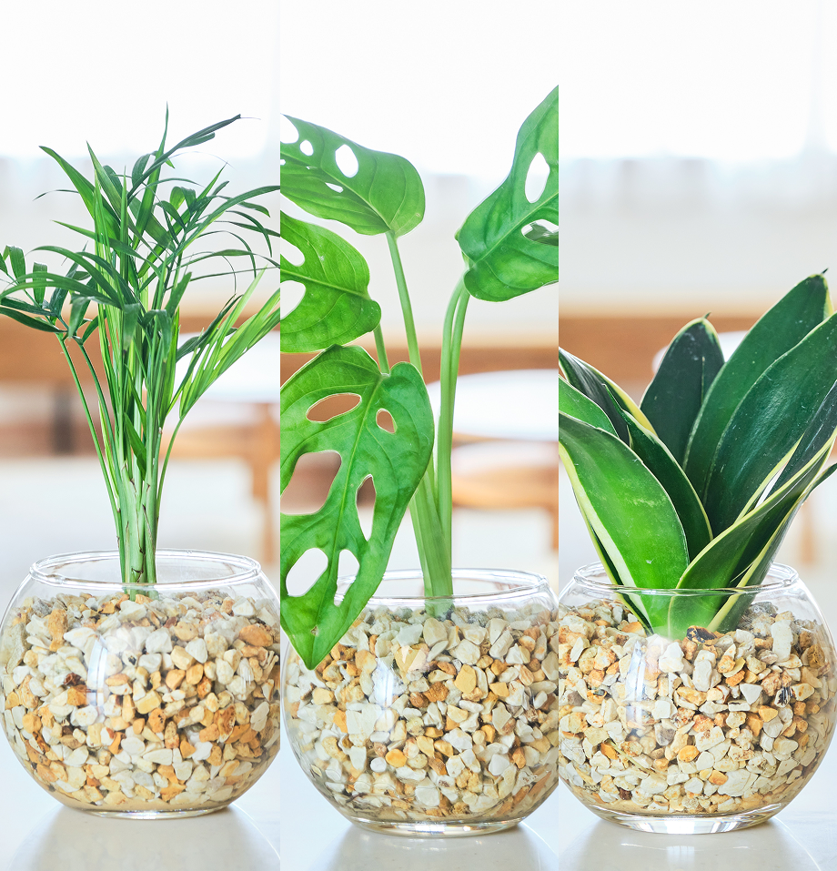 ガラスボールの育てるインテリア・選べる3点セット