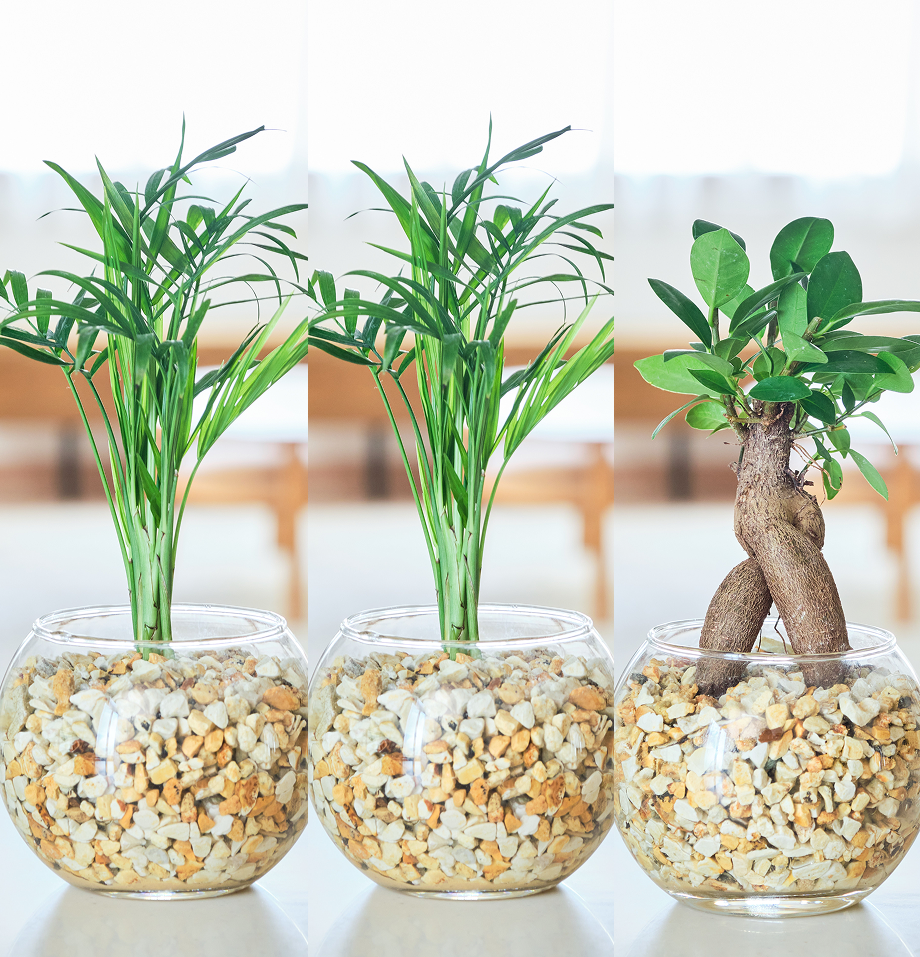 ガラスボールの育てるインテリア・選べる3点セット